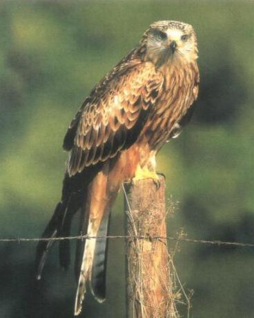 Ornithologie