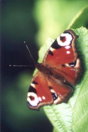 Insekten- und Pflanzenwelt