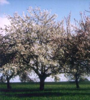 Streuobstwiese