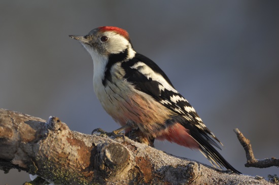 Der Mittelspecht benötigt einen "alten Wald" mit viel Totholz (Bild: Raimund Linke) Der Mittelspecht benötigt einen "alten Wald" mit viel Totholz (Bild: Raimund Linke)