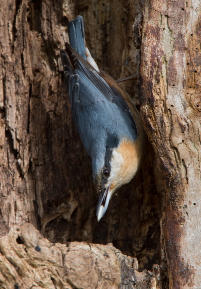 Kopfüber den Baum abwärts laufend um nach Nahrung zu suchen - das kann nur der Kleiber (Bild: © Maximilian Dorsch)