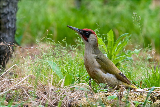 Hier ist ein Altvogel abgebildet und zwar ein Männchen - der rote Bartstreif innen verrät ihn (Bild: © Maximilian Dorsch)