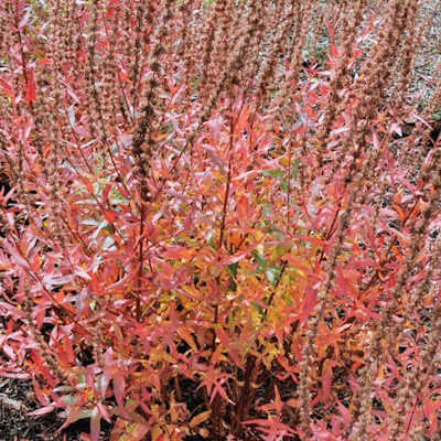 Im Herbst färben sich die Blätter kupferrot ( Bild: © GMH / Bernd Hertle)