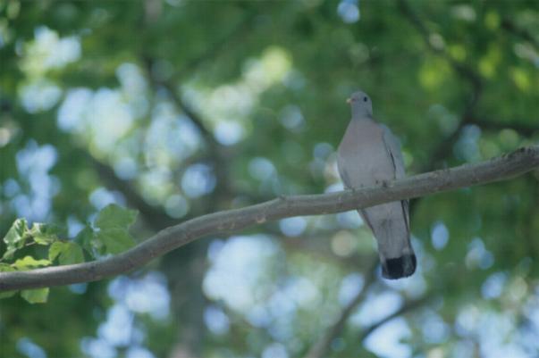 Hohltaube ein Waldbewohner (Bildreferent: Thomas Stephan) Hohltaube