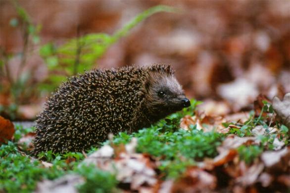 Igel sind Nützlinge, aber sie brauchen eine natürliche Umgebung (Bild: Raimund Linke) Igel sind Nützlinge, aber sie brauchen eine natürliche Umgebung (Bild: Raimund Linke)