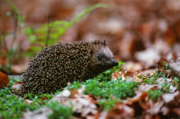 Igel sind Nützlinge, aber sie brauchen eine natürliche Umgebung (Bild: Raimund Linke)