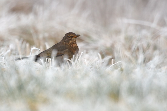 Einst war die Schwarzdrossel, die Amsel, ein scheuer Waldbewohner (Bild: © Michael Schiller)