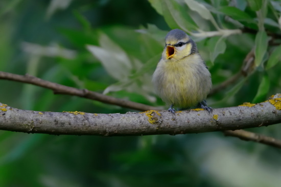 Nur durch längeres Beobachten lässt sich erkennen ob ein Jungvogel verlassen ist (Bild: Michael Schiller)