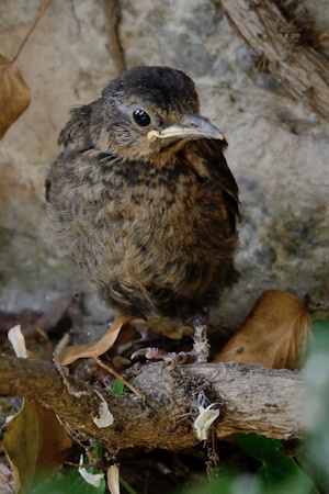 Die jungen Amseln werden nach dem Ausfliegen immer noch von den Elterntieren umsorgt (Bild: © Michael Schiller) Die jungen Amseln werden nach dem Ausfliegen immer noch von den Elterntieren umsorgt (Bild: © Michael Schiller)