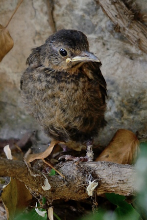 Die jungen Amseln werden nach dem Ausfliegen immer noch von den Elterntieren umsorgt (Bild: © Michael Schiller)