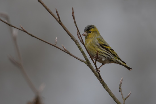 Als Biotop wählt der Erlenzeisig lichte Nadelholzbestände (Bild: © Gunter Zieger)