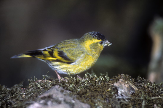 Erlenzeisige ziehen im Winter in großen Schwärmen umher (Bild: © Raimund Linke)