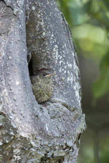 Viele Gefahren lauern auf die Jungvögel (Bild: Naturfoto Frank Hecker)