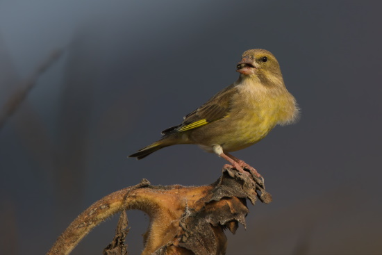 Grünfinken sind zur Winterszeit häufig an Futterstellen zu beobachten (Bild: © Gunther Zieger)