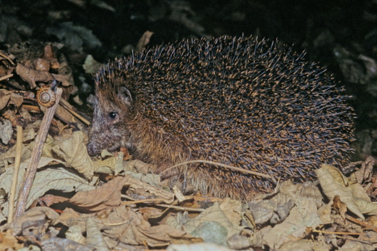 Igel sind unverwechselbar - kein anderes einheimisches Tier hat einen Stachelpelz (Bild: Thomas Stephan) Igel sind unverwechselbar - kein anderes einheimisches Tier hat einen Stachelpelz (Bild: Thomas Stephan)