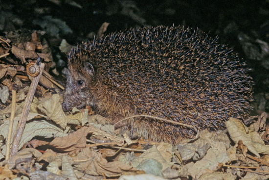 Igel sind unverwechselbar - kein anderes einheimisches Tier hat einen Stachelpelz (Bild: Thomas Stephan)