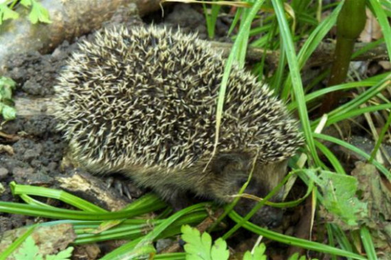 Als gute Kletterer lieben Igel höhlenreiche und wärmespeichernde Steinhaufen oder Natursteinmauern. (Bild: Thomas Langhirt) Als gute Kletterer lieben Igel höhlenreiche und wärmespeichernde Steinhaufen oder Natursteinmauern. (Bild: Thomas Langhirt)