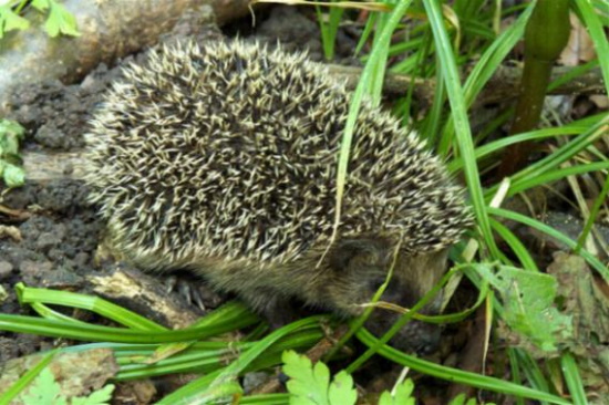 Als gute Kletterer lieben Igel höhlenreiche und wärmespeichernde Steinhaufen oder Natursteinmauern. (Bild: Thomas Langhirt)