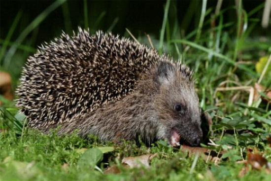 Regenwürmer schmecken ihm besser als Obst (Bild: Naturfotografie-Digital.de / Gerd Rossen) Regenwürmer schmecken ihm besser als Obst (Bild: Naturfotografie-Digital.de / Gerd Rossen)