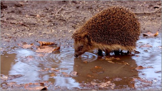 Igel lassen sich gerne in Hausgärten nieder (Bild: Maximilian Dorsch)