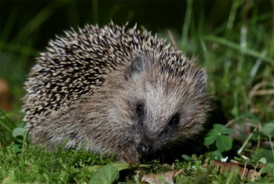 Strukturreiche Landschaften, naturbelassene Gärten stellen ideale Igel-Lebensräume dar (Bild: Naturfotografie-Digital.de / Gerd Rossen)