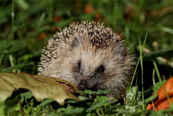 Parasiten setzen dem Igel sehr zu - Zecken, Flöhe, Fliegenmaden und Milben (Bild: Naturfotografie-Digital.de / Gerd Rossen)