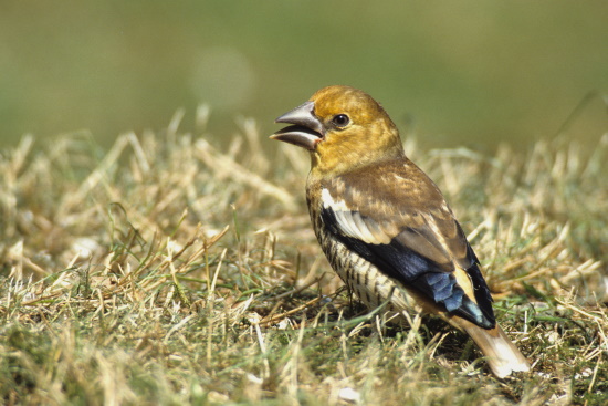 Hoch oben in einer Astgabel befindet sich das napfförmige Nest des Kernbeißers (Bild: Naturfoto / Holger Duty)