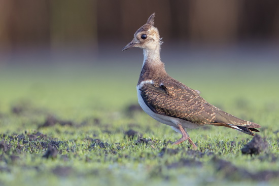 Kiebitze sind Bodenbrüter dadurch sind die Jungvögel stark gefährdet (Bild: Gunther Zieger) Kiebitze sind Bodenbrüter dadurch sind die Jungvögel stark gefährdet (Bild: Gunther Zieger)