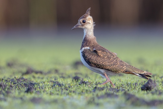 Kiebitze sind Bodenbrüter dadurch sind die Jungvögel stark gefährdet (Bild: Gunther Zieger)