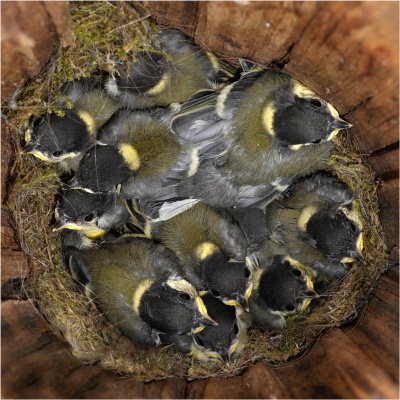 Das Nest der Kohlmeisen besteht hauptsächlich aus Moos und feinen Haaren (Bild: Maximilian Dorsch) Das Nest der Kohlmeisen besteht hauptsächlich aus Moos und feinen Haaren (Bild: Maximilian Dorsch)