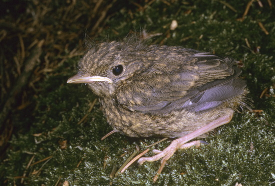 Viele junge Rotkehlchen sterben vor Vollendung des ersten Lebensjahres (Bild: Naturfoto / Frank Hecker)