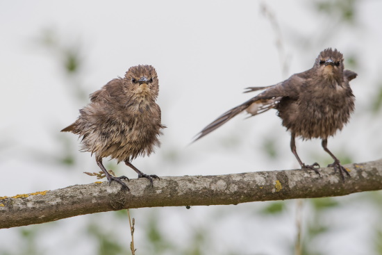 Jungen Staren fehlt noch der Metallglanz (Bild: Gunther Zieger)