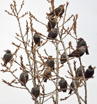 Der Star ist zu einem der häufigsten Vögel in unseren Städten geworden (Bild: Markus Glässel)