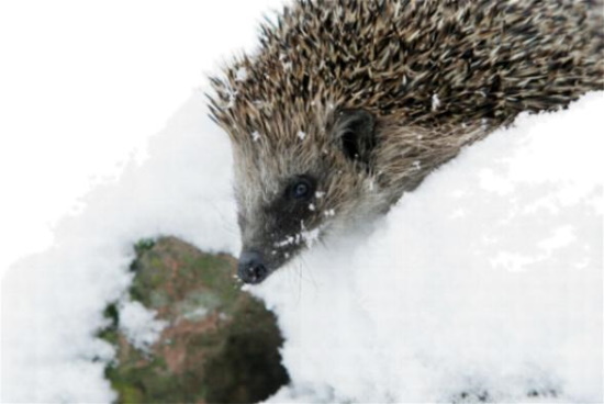 An milden Wintertagen kommt es gelegentlich vor, dass Igel aufwachen (Bild: Sönke Morsch / fotonatur.de)