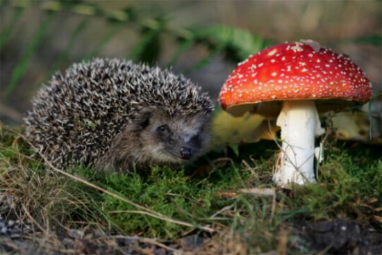 Igel gehören zu den wenigen Tieren, die wie der Mensch auf der ganzen Sohle laufen (Bild: Sönke Morsch/fotonatur.de)