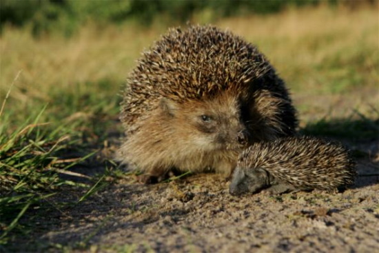 Igel-Weibchen mit Jungtier unterwegs (Bild: Sönke Morsch-fotonatur.de)