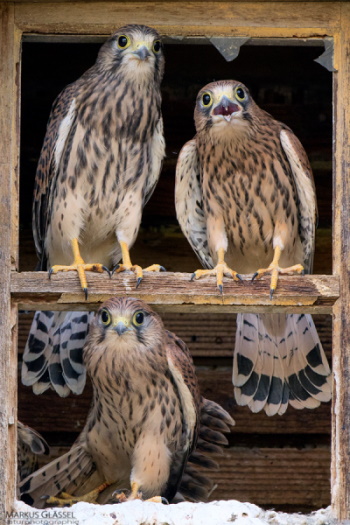 Die Elterntiere suchen manchmal bis zur Erschöpfung nach Nahrung um diese Racker satt zu bekommen (BIld: Markus Glässel)