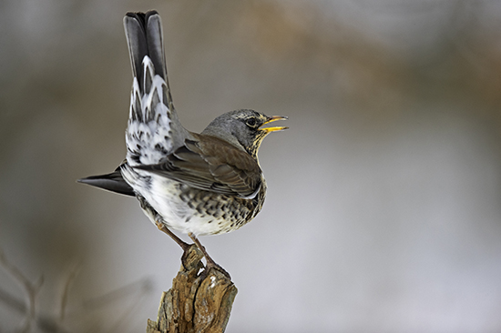 Die Wacholderdrossel weiß sich gegen Fressfeinde durchaus zu wehren (Bild: © C.Robiller - Naturlichter)