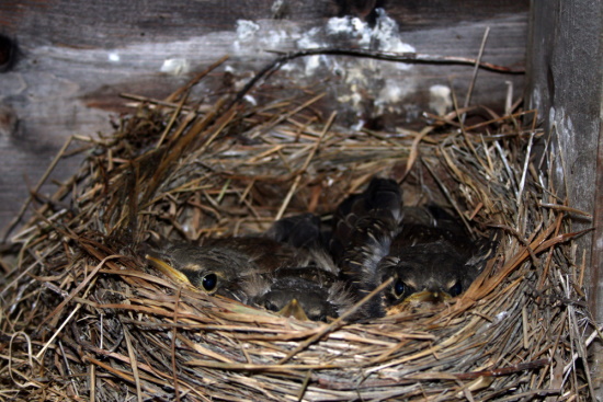 Die Jungvögel werden von den Alttieren vor allem mit Würmern gefüttert (Bild: © Dipl.Biol. Stefan Pfützke - green-lens)