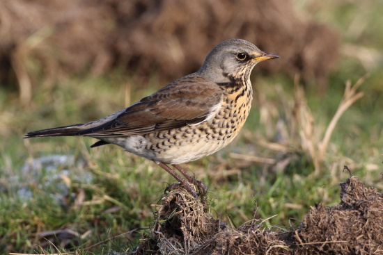 Die Art wurde früher Krammetsvogel genannt, dies leitet sich von Wacholder ab (Bild: © Dirk Schieder)