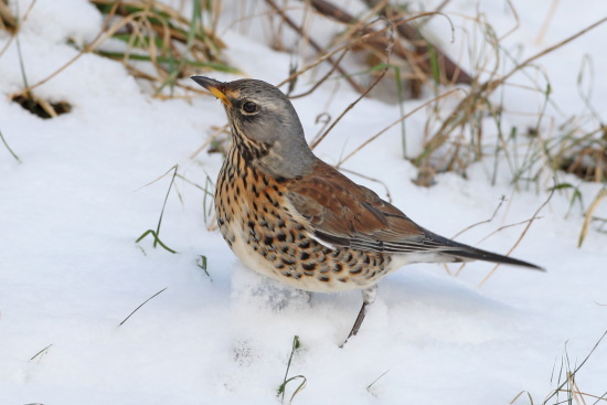 Ist im Winter der Boden so hart gefroren, dass sie keine Würmer erbeuten kann, so ernährt sie sich von Fallobst (Bild: © Dirk Schieder)