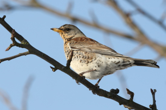 Wacholderdrossel sucht in einem Baum Schutz und Deckung (Bild: © Dirk Schieder)