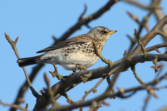 Den Winter verbringt die Wacholderdrossel gern im offenen Gelände (Bild: © Dirk Schieder)