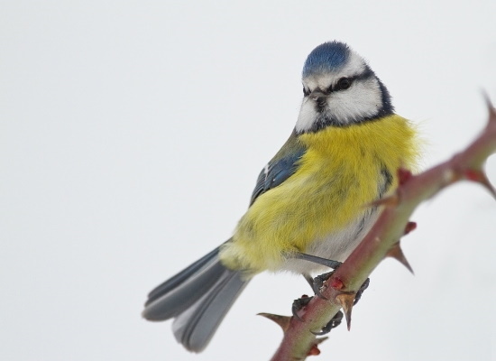 Die nördlichen Populationen überwintern südlich ihrer Brutgebiete, ansonsten ist die Blaumeise ein Jahresvogel (Foto: © Markus Gläßel) Die nördlichen Populationen überwintern südlich ihrer Brutgebiete, ansonsten ist die Blaumeise ein Jahresvogel (Foto: © Markus Gläßel)