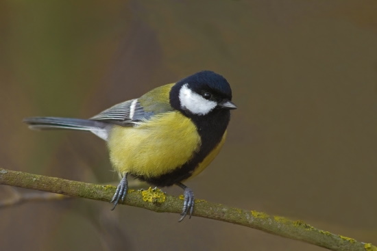 Kohlmeisen brüten in Baumhöhlen ebenso gern wie in Nistkästen (Foto: © Markus Glässel)