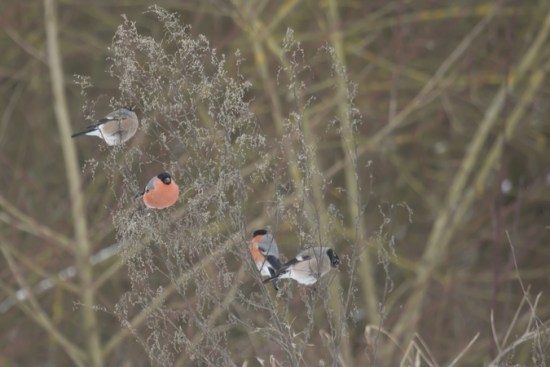 Im Winter streifen Gimpel in größeren Trupps umher und besuchen oft Futterstellen (Foto: Gunther Zieger)