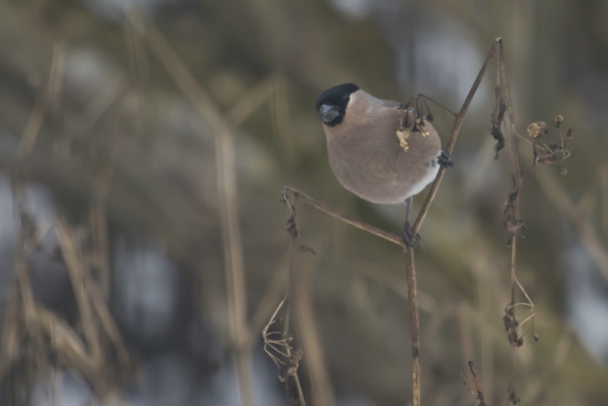 Birkensamen und Eschenfrüchte stellen hauptsächlich seine Winternahrung dar (Bild: Gunter Zieger)