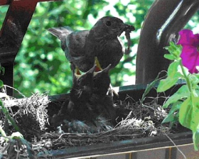 Ein Amselpaar hat einen Blumenkasten als Nistplatz ausgesucht (Bild: Privat) Ein Amselpaar hat einen Blumenkasten als Nistplatz ausgesucht (Bild: Privat)