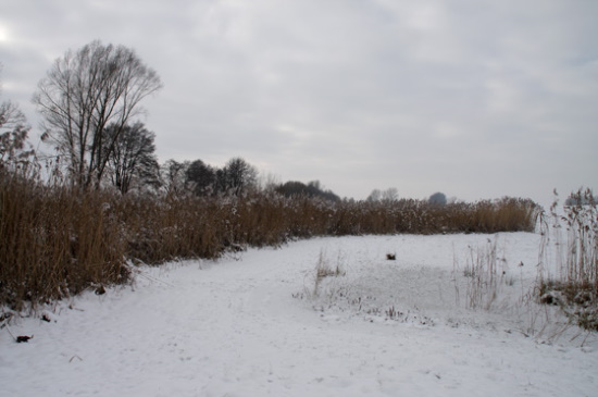 Eis und Schnee - der Winter hat den Schilfgürtel fest im Griff (Bild: Thomas Langhirt)