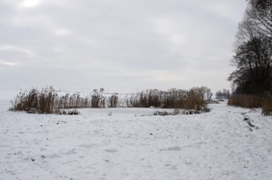 Der angrenzende Wald stellt im Winter für viele Tiere Schutz und Unterkunft zur Verfügung (Bild: Thomas Langhirt)